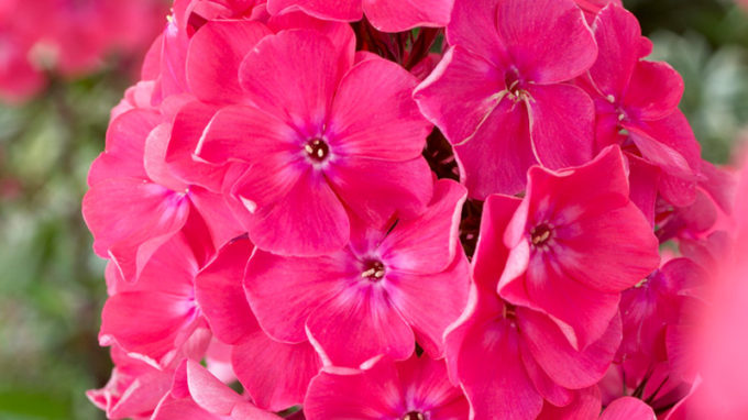 Watermelon Punch Phlox