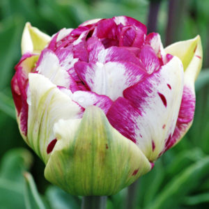 Jericho Double Tulip