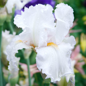 Bearded Iris