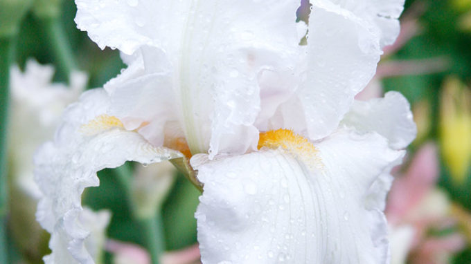 Bearded Iris