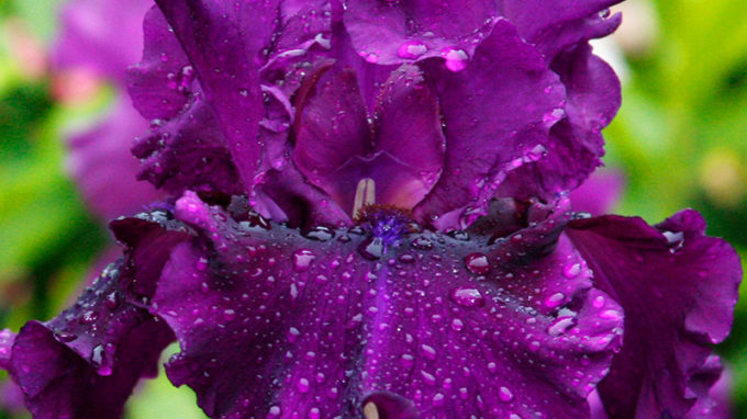 Bearded Iris