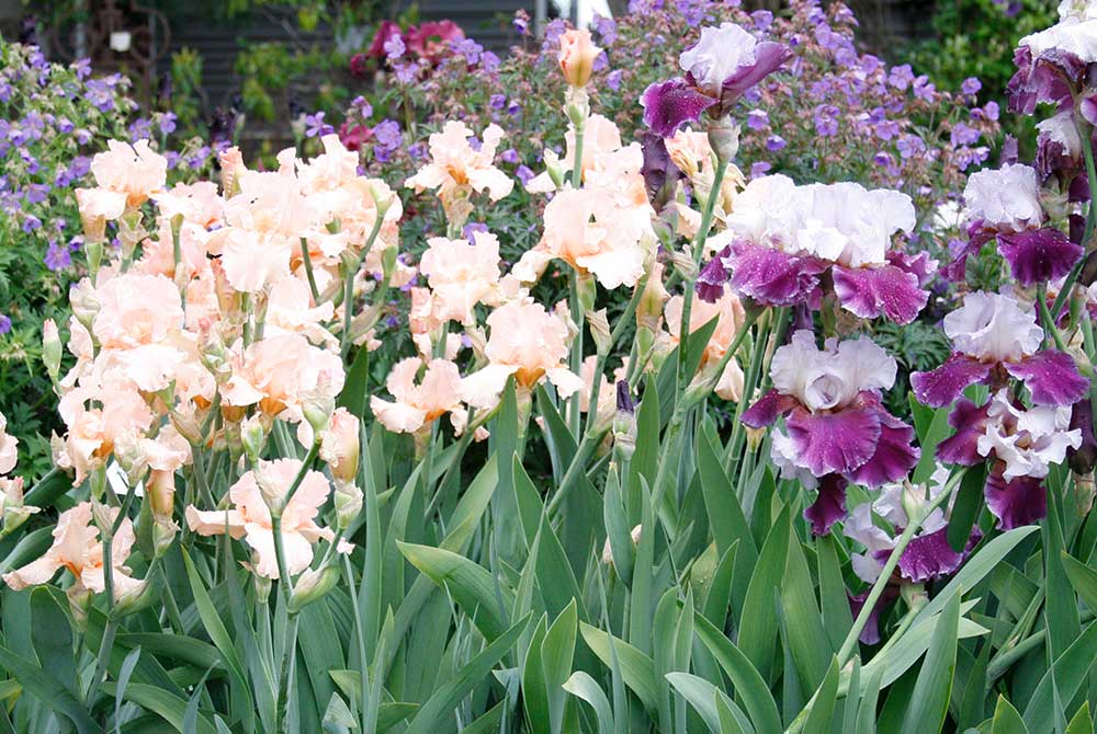 Bearded Iris