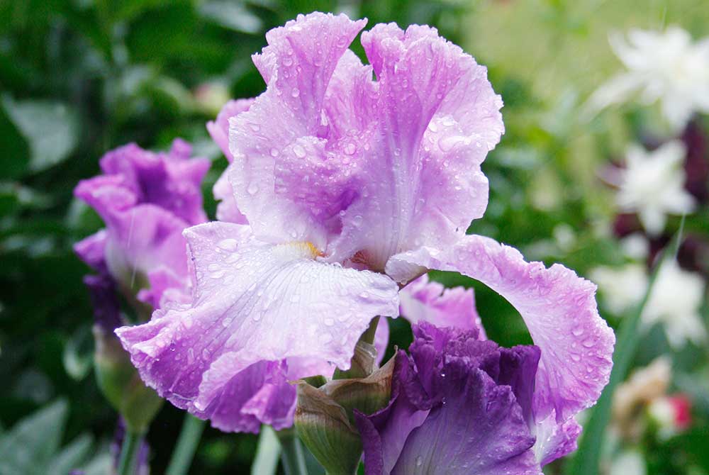 Bearded Iris and Allium