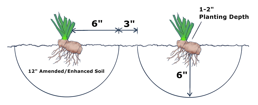 Bearded Iris Rhizomes Diagram