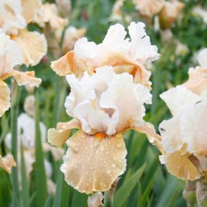 Champagne Elegance Bearded Iris