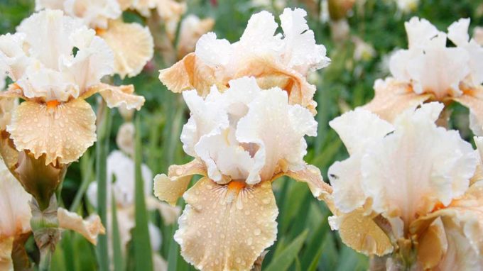 Champagne Elegance Bearded Iris