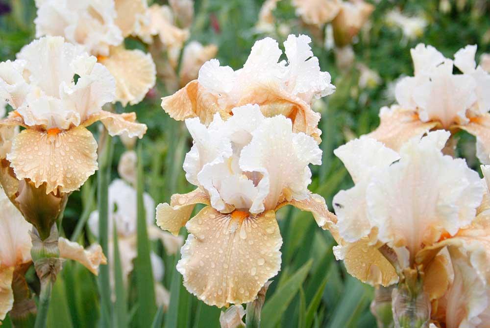 Champagne Elegance Bearded Iris