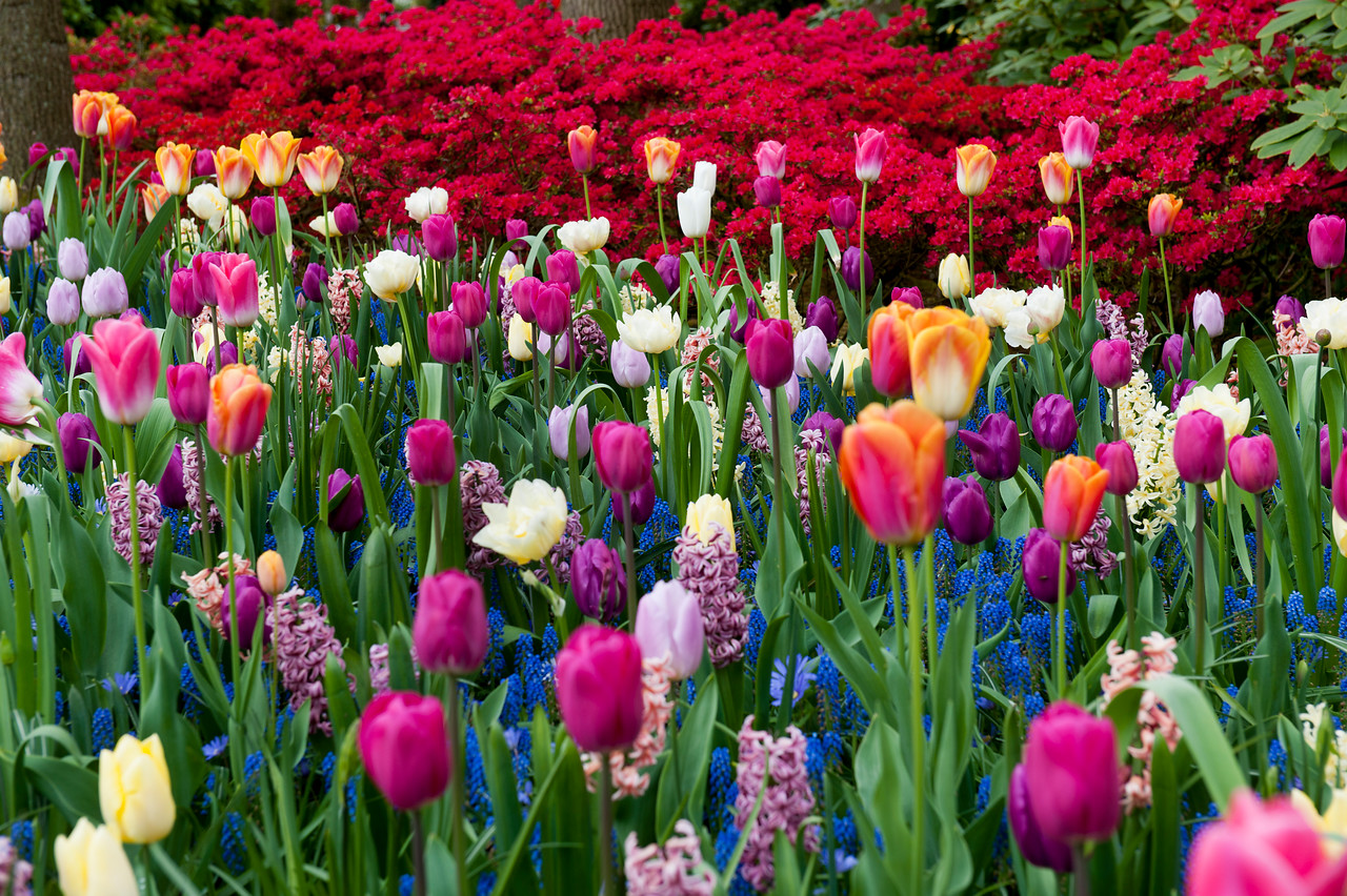 Mixed Tulips