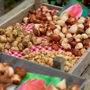 Bulb Assortment