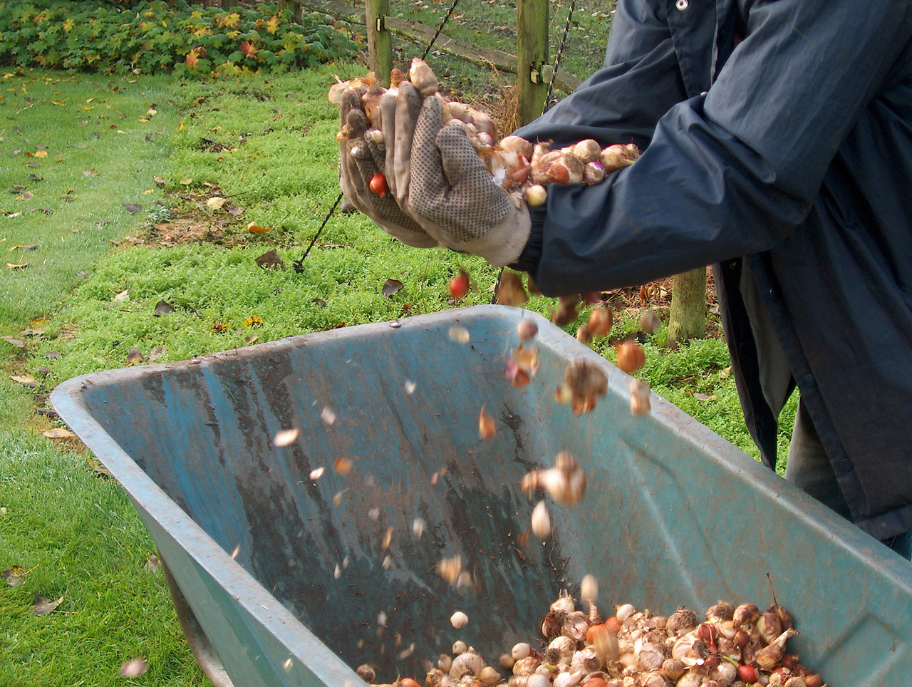 When Is the Best Time to Plant Fall Bulbs? Bulb Blog