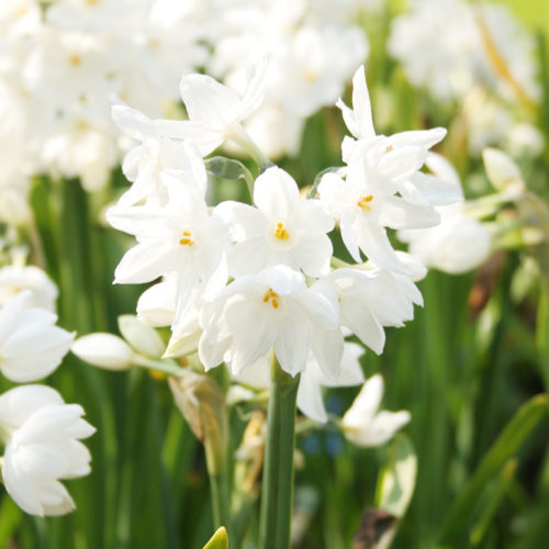 Paperwhites