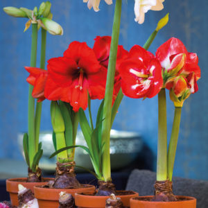 Amaryllis