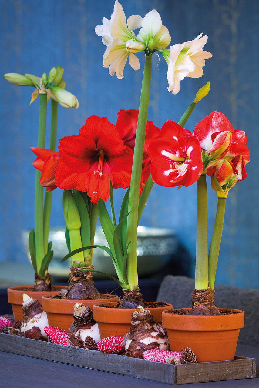 How to Grow Amaryllis Bulbs Easy to Grow Blooms Winter