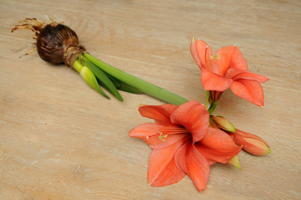 Orange Souvereign Amaryllis