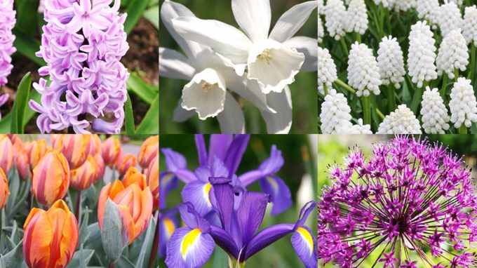 Cut Flowers and Fragrant Flowers