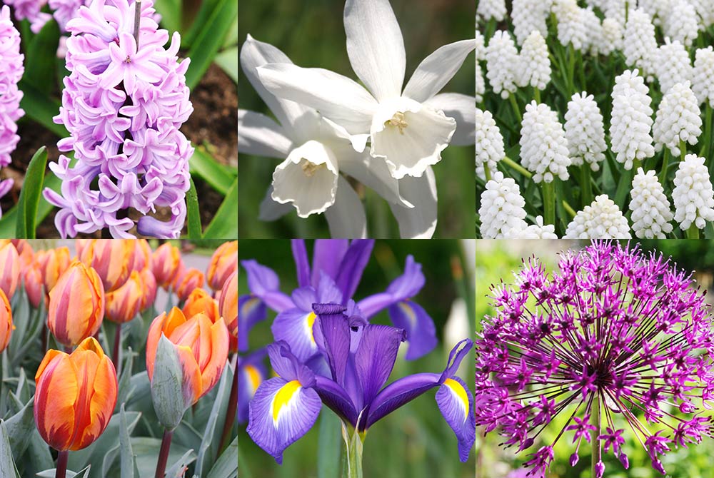 Cut Flowers and Fragrant Flowers