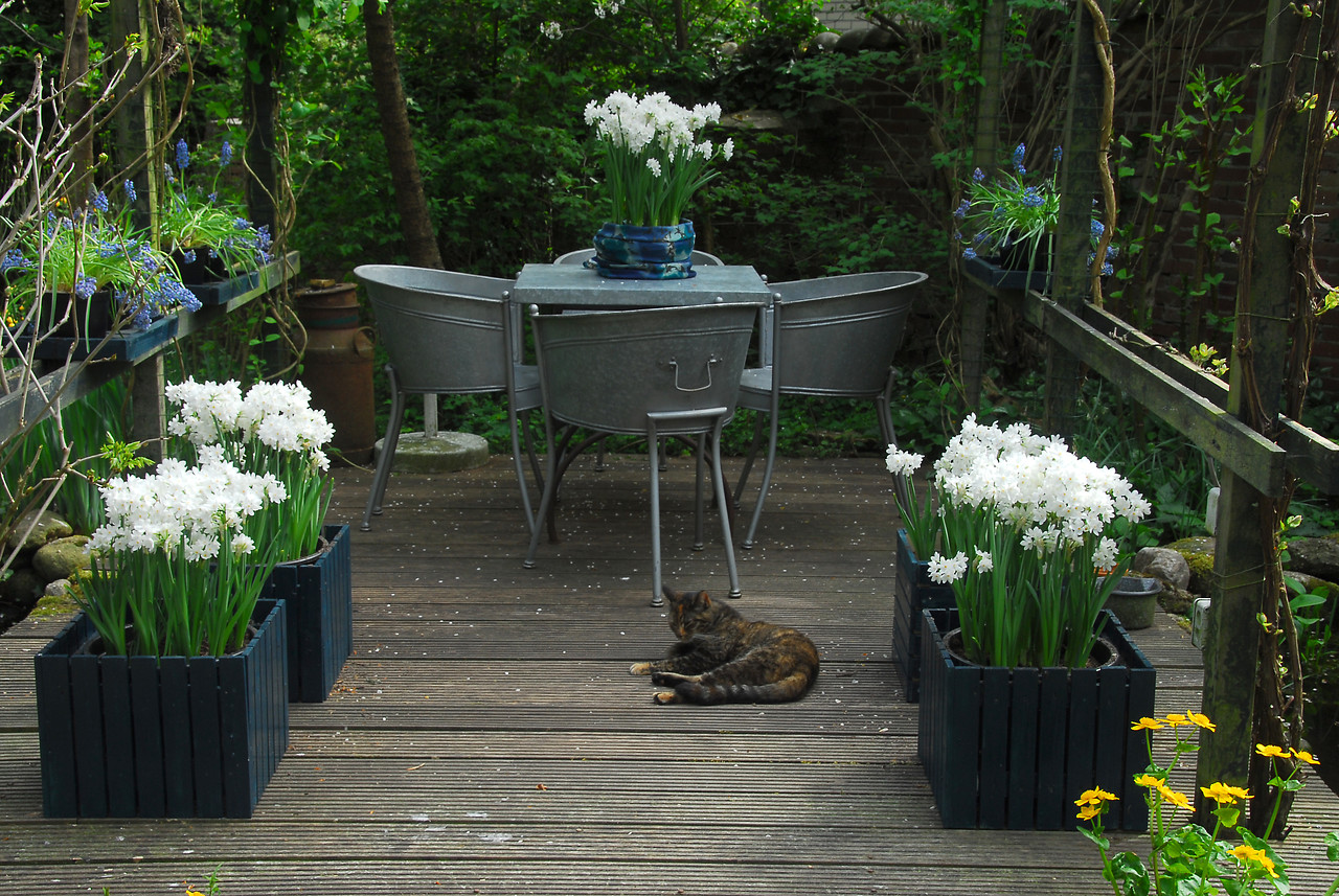 Paperwhites 5 Tips for Growth and Blooms Bulb Blog Gardening Tips and Tricks Learn