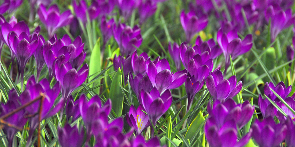 Ruby Giant Crocus