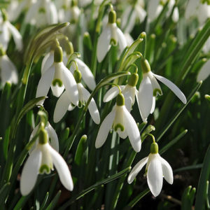 Snowdrops