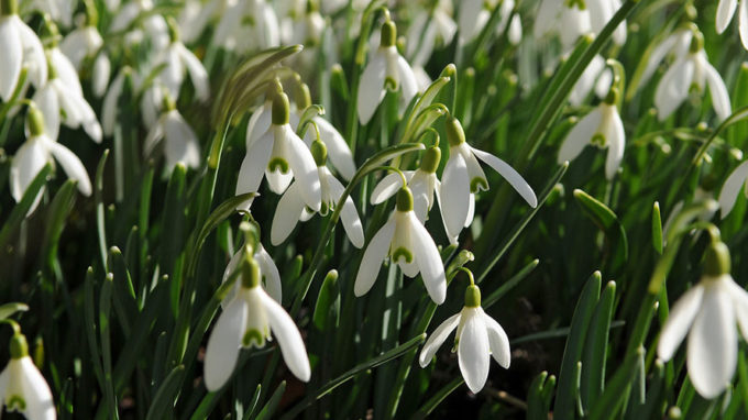 Snowdrops