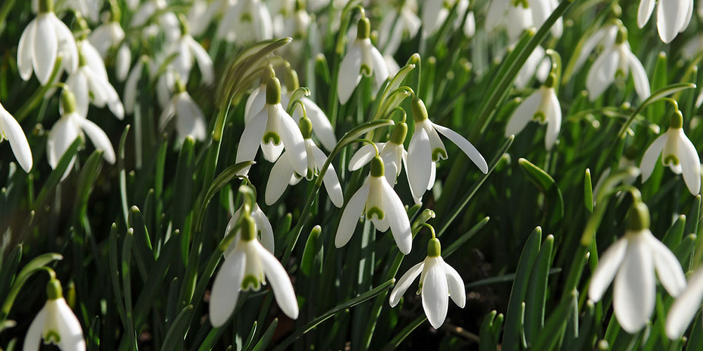 Snowdrops