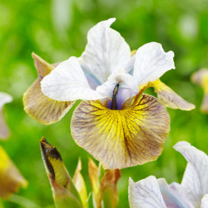 Peacock Butterfly Uncorked Siberian Iris