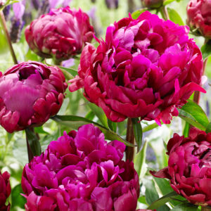 Peter Brand Peony