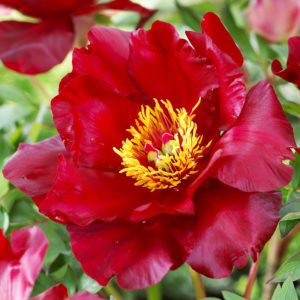 Scarlet Heaven Peony