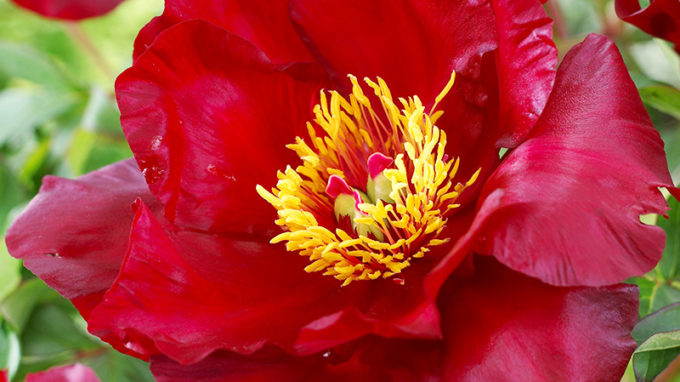 Scarlet Heaven Peony