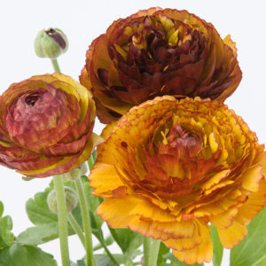 Cafe Au Lait Ranunculus