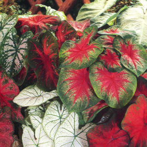 Mixed Caladium