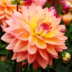 Extase Decorative Dahlia