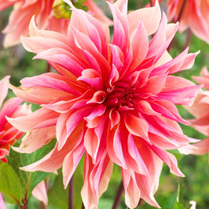 Labyrinth Decorative Dahlia