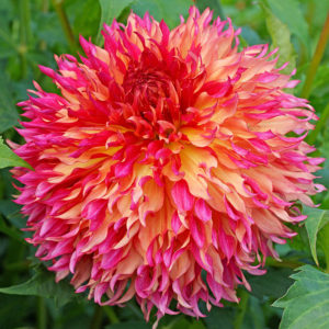 Myrtles Folly Dahlia