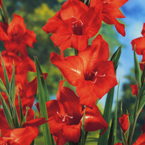 Mirella Hardy Gladiolus