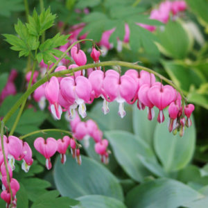 Bleeding Hearts