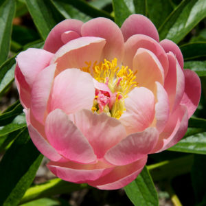 Coral Sunset Peony