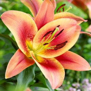 Montego Bay Orienpet Lily