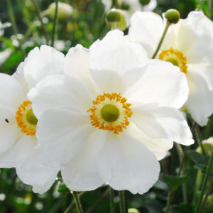 Honorine Jobert Anemone