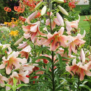 Red Hot Orienpet Lilies