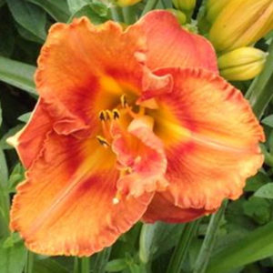 Awesome Luck Daylily