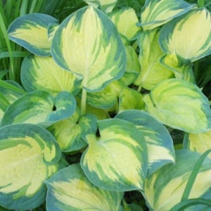 Beach Boy Hosta