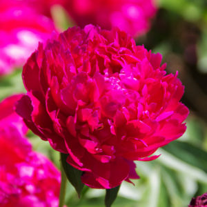 Karl Rosenfield Peony