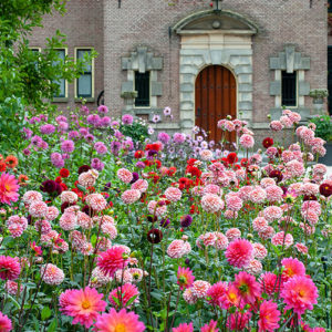 Mass Planting of Dahlias