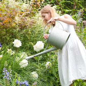 Woman Watering Dahlias