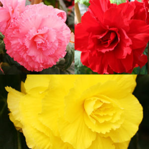 Begonia Varieties