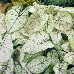 Caladium