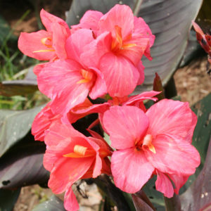 Dwarf Canna Lilies