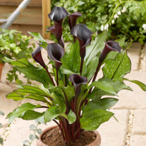 Black Star Calla Lilies