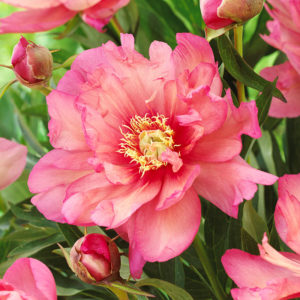 Hillary Itoh Hybrid Peony